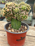 Stenocactus monstrosus grafted
