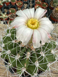 Acanthocalycium klimpelianum
