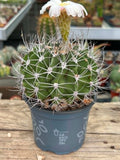 Acanthocalycium klimpelianum