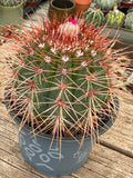 Melocactus neomontanus