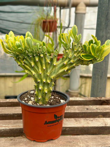 Euphorbia nerifolia f. cristata variegata