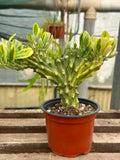 Euphorbia nerifolia f. cristata variegata