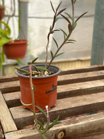Monadenium montanum ssp rubellum