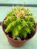 Echinocactus grusonii brevispinus