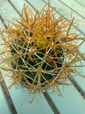Ferocactus chrysacanthus