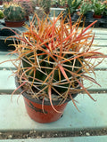 Ferocactus chrysacanthus orange spines