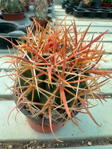Ferocactus chrysacanthus orange spines