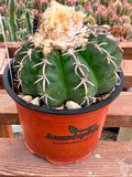 Discocactus horstii