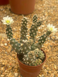 Tephrocactus molinensis