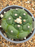 Astrophytum asterias Kikko nudum