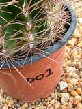 Trichocereus hybrid yellow