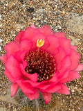 Trichocereus Hybrid Fuschia
