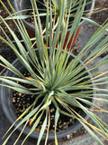 Yucca rostrata