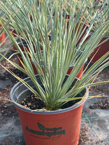 Yucca rostrata