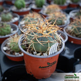 Gymnocalycium cardenasianum.