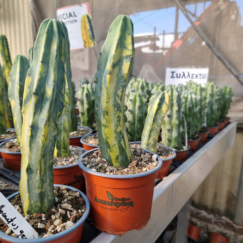 Myrtillocactus geometrizans variegated