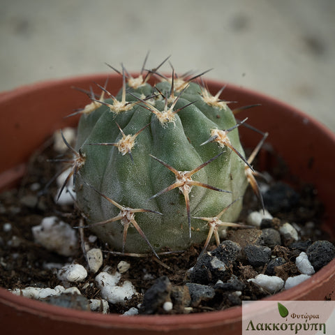 Acanthocalycium griseum