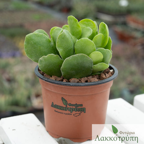 Adromischus cristatus zeyheri