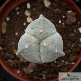 Astrophytum myriostigma tricostatum