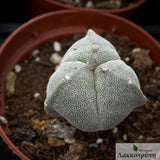 Astrophytum myriostigma tricostatum