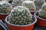 Mammillaria picta