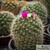 Mammillaria zeilmanniana