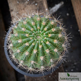 Echinopsis mamillosa