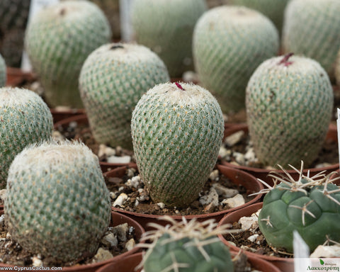 Epithelantha micromeris