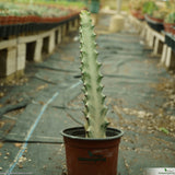 Euphorbia lactea ghost