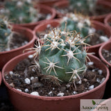 Ferocactus fordii