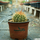 Ferocactus alamosanus