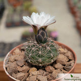 Gymnocalycium andreae carolinense