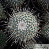 Mammillaria geminispina