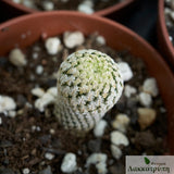 Mammillaria pectinifera