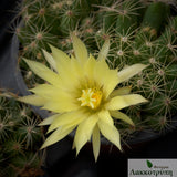 Mammillaria sphaerica