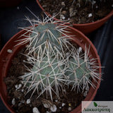 Tephrocactus alexanderi