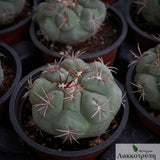 Thelocactus hexaedrophorus